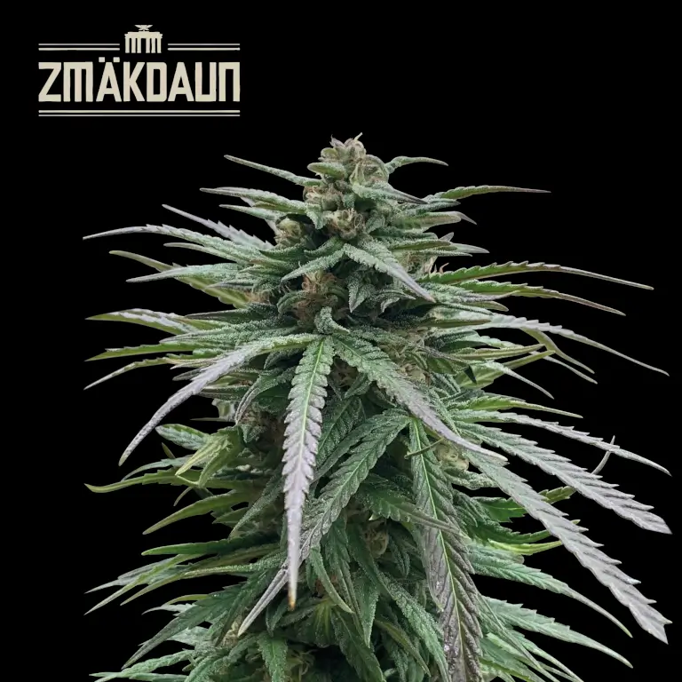 Zmäkdaun