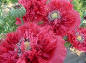 Mohn Eco - Les Refardes