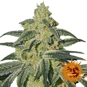 Afghan Hash Plant