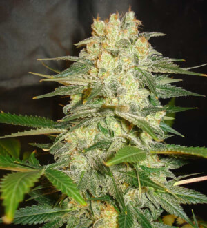 Afghan Kush Ryder - World of Seeds - autofloració