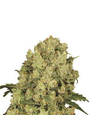 AK-48