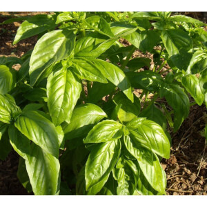 Les Refardes Large Leaf Basil