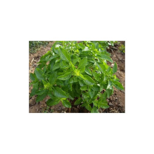 Les Refardes organic Small Leaf Basil 