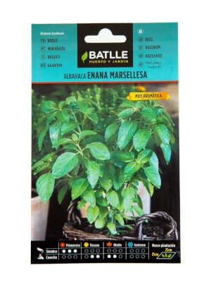 Dwarf Marseillaise Basil - Batlle