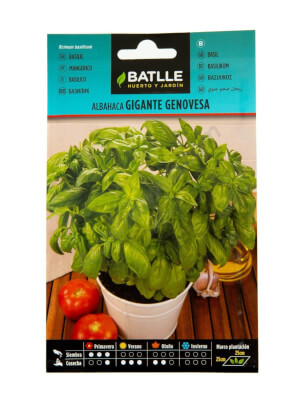 Batlle Basil - Genoese Giant
