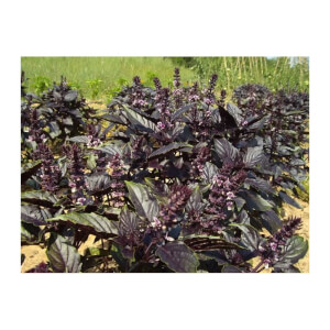 Albahaca Morada Eco de Les Refardes