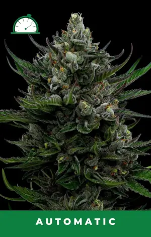 All Gas OG Auto