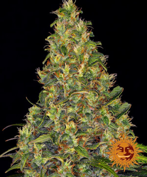 Amnesia Haze Auto