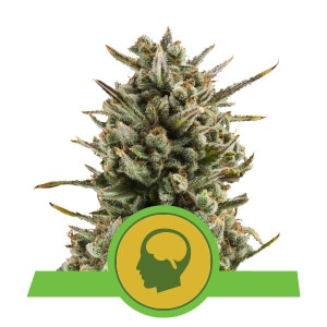 Hazenberg AM Auto - Buy Hypno Automatic Seeds at PEV