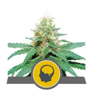 Amnesia Haze
