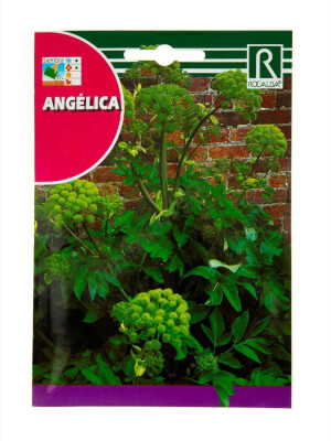 Angélica - Rocalba