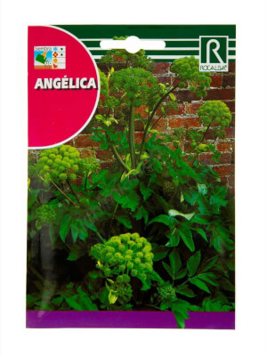 Rocalba Angelica 