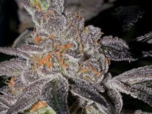 Animal Cookies