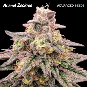 Animal Zookies