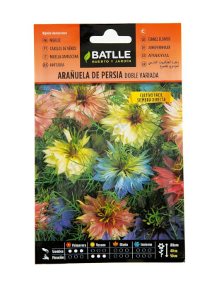 Flor d'Aranya de Pèrsia - Batlle