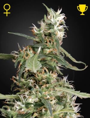 Arjan's Ultra Haze #1