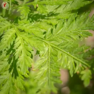 Artemisia annua - Kokopelli