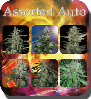 Assorted Auto