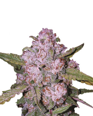 Aurora Indica