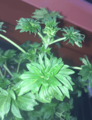 Australian Bastard Cannabis 
