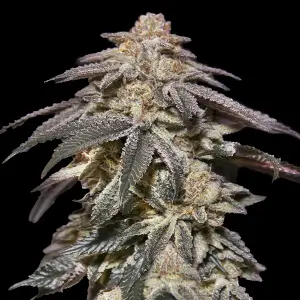Apple Bananas Auto