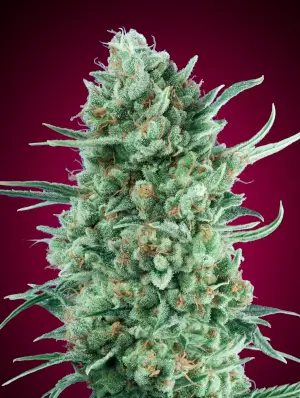 Auto Bubble Gum XXL
