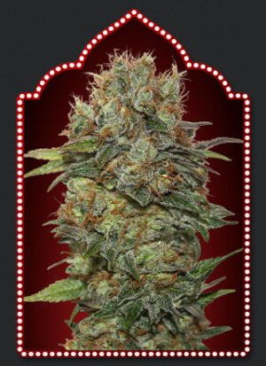 Auto Chocolate Kush