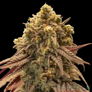 Gelato Mint Auto