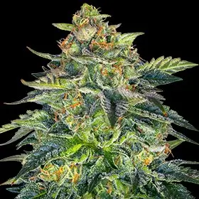 Auto London Cream Cake