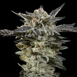 Oreoz Auto