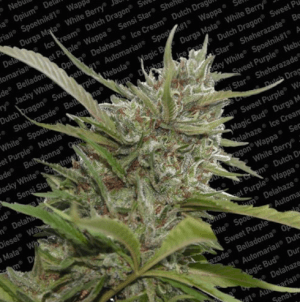 Auto Whiteberry