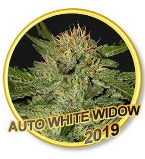 Auto White Widow