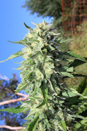 Banana Mango