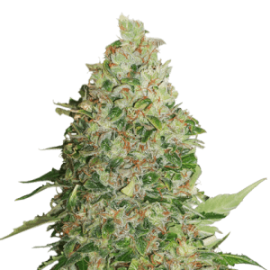 Critical XXL BCN