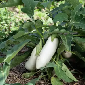 berenjena blanca - semillas ecologicas Arcoiris