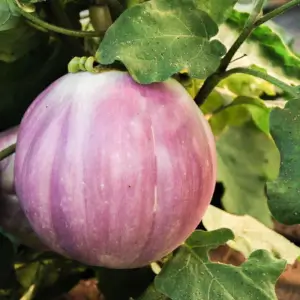 Sfumata Di Rosa Aubergine