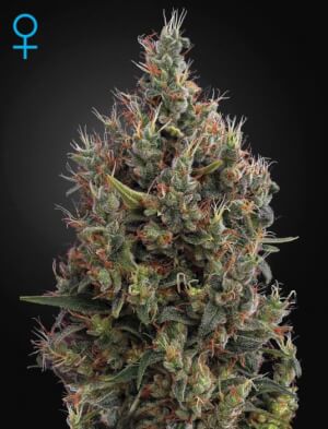 Big Bang Auto - Greenhouse Seeds