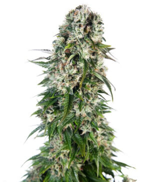 Big Bud Auto