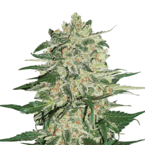Big Bud