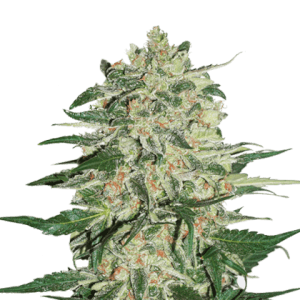 Big Bud by Seed Stockers