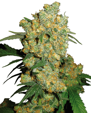 Big Bud - Sensi Seeds