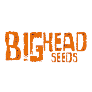 Big Head Seeds Fem Promo