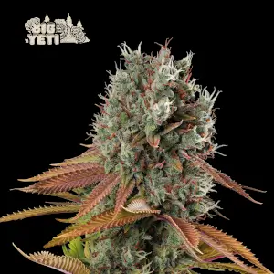Big Yeti