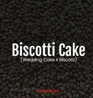 Biscotti Cake