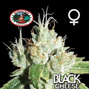 Black Cheese