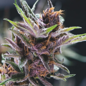 Black Cherry Punch