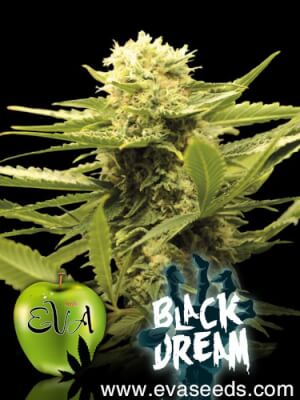 Black Dream