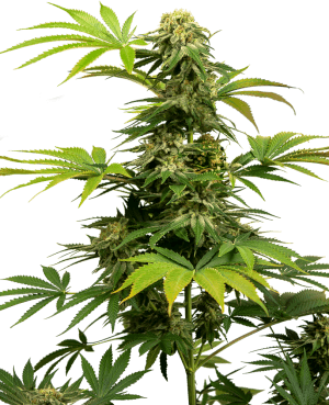 Black Harlequin (avant Sensi #1318 CBD)