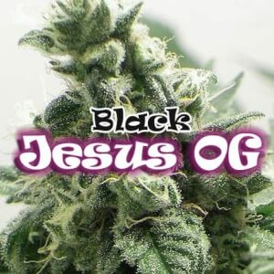 Black Jesus OG by Dr. Underground Seeds