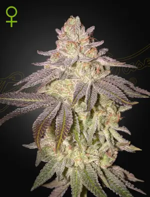 Black Toffee Auto